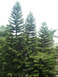 020425-12.JPG (69230 Ӧ줸)