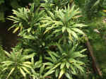 020425-13.JPG (124681 Ӧ줸)