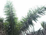 020425-18.JPG (122465 Ӧ줸)