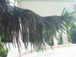 020625-14.jpg (125838 Ӧ줸)