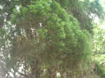 020709-22.JPG (136450 Ӧ줸)