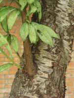 020712-34.JPG (62027 Ӧ줸)