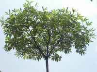 020730-13.JPG (127268 Ӧ줸)