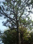 020927-09.JPG (96476 Ӧ줸)