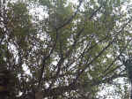 021226-02.JPG (117125 Ӧ줸)