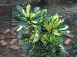 021226-03.JPG (123554 Ӧ줸)