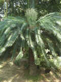 030303-01.JPG (86208 Ӧ줸)