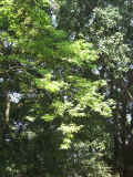 030303-02.JPG (112612 Ӧ줸)
